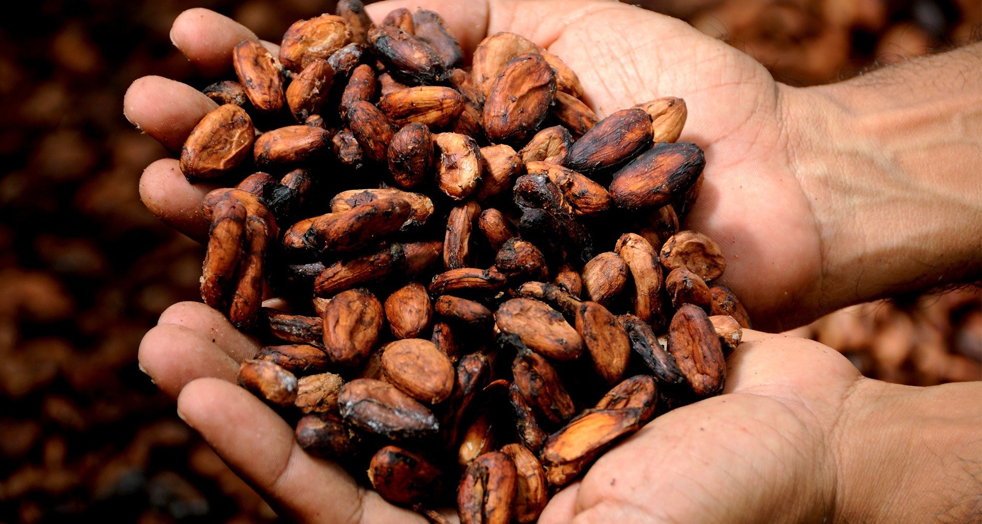 Compuestos del cacao resultan útiles para elaborar fármacos contra enfermedades esqueléticas Compuestos del cacao resultan útiles para elaborar fármacos contra enfermedades esqueléticas