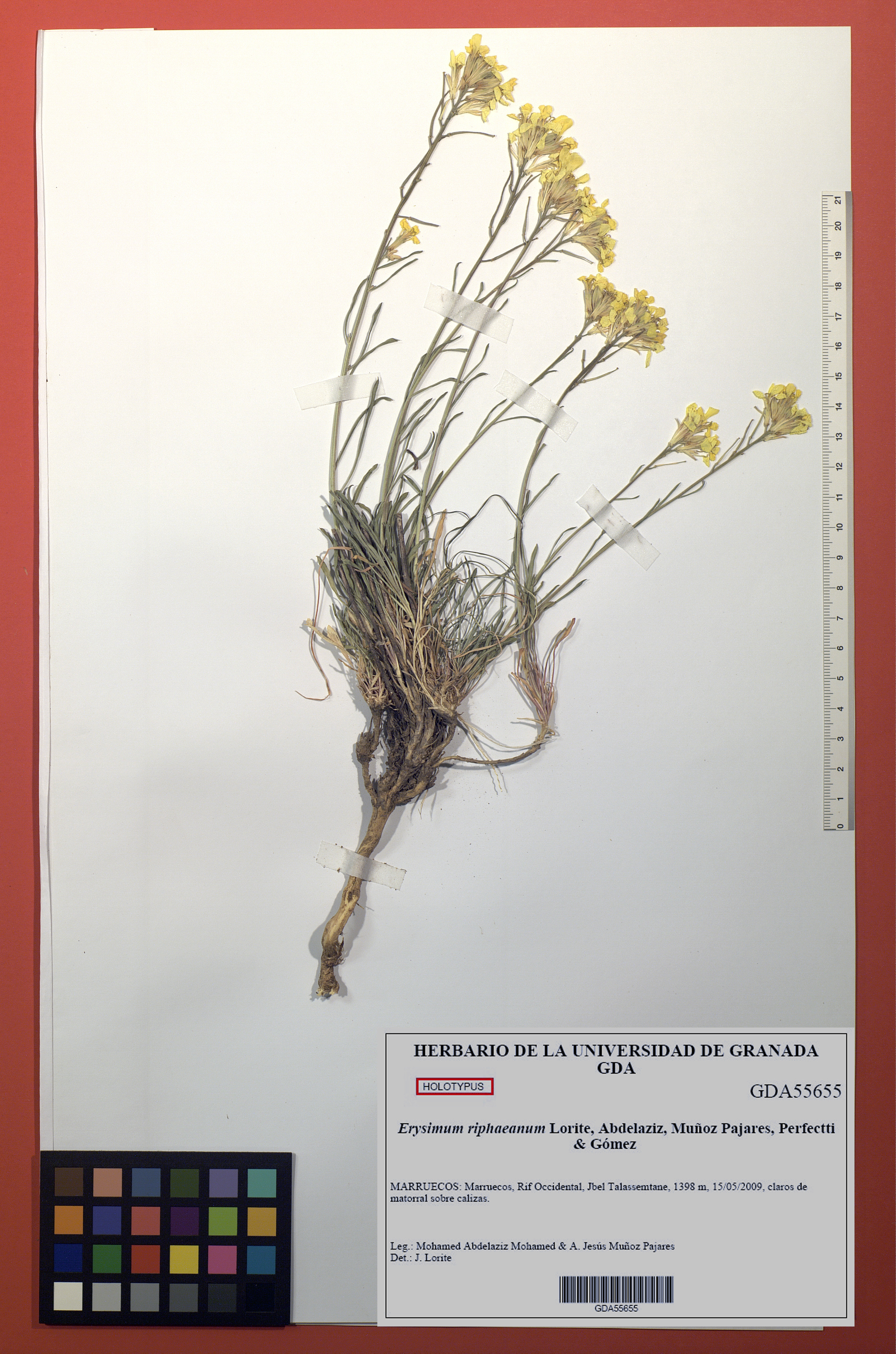 El Herbario de la Universidad de Granada digitaliza su catálogo de tipos nomenclaturales, con 679 ejemplares