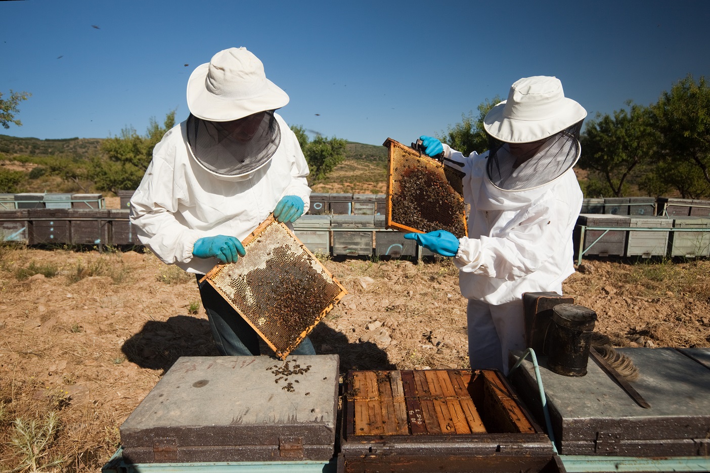 La Junta abona 6,7 millones en ayudas para apicultura y mantenimiento de razas autóctonas de la campaña 2018