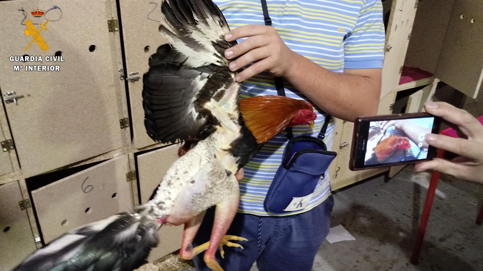 Investigado por cortar la cresta y barbilla a un gallo sin ser veterinario