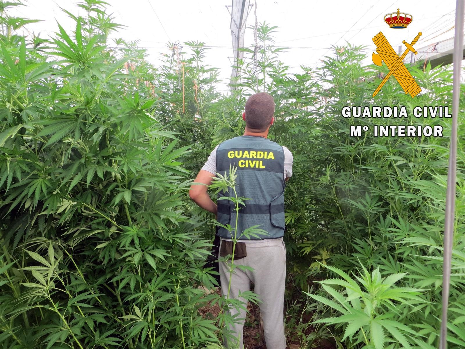 Cuatro detenidos con 5.375 plantas de marihuana ocultas entre un cultivo de tomates en Albuñol