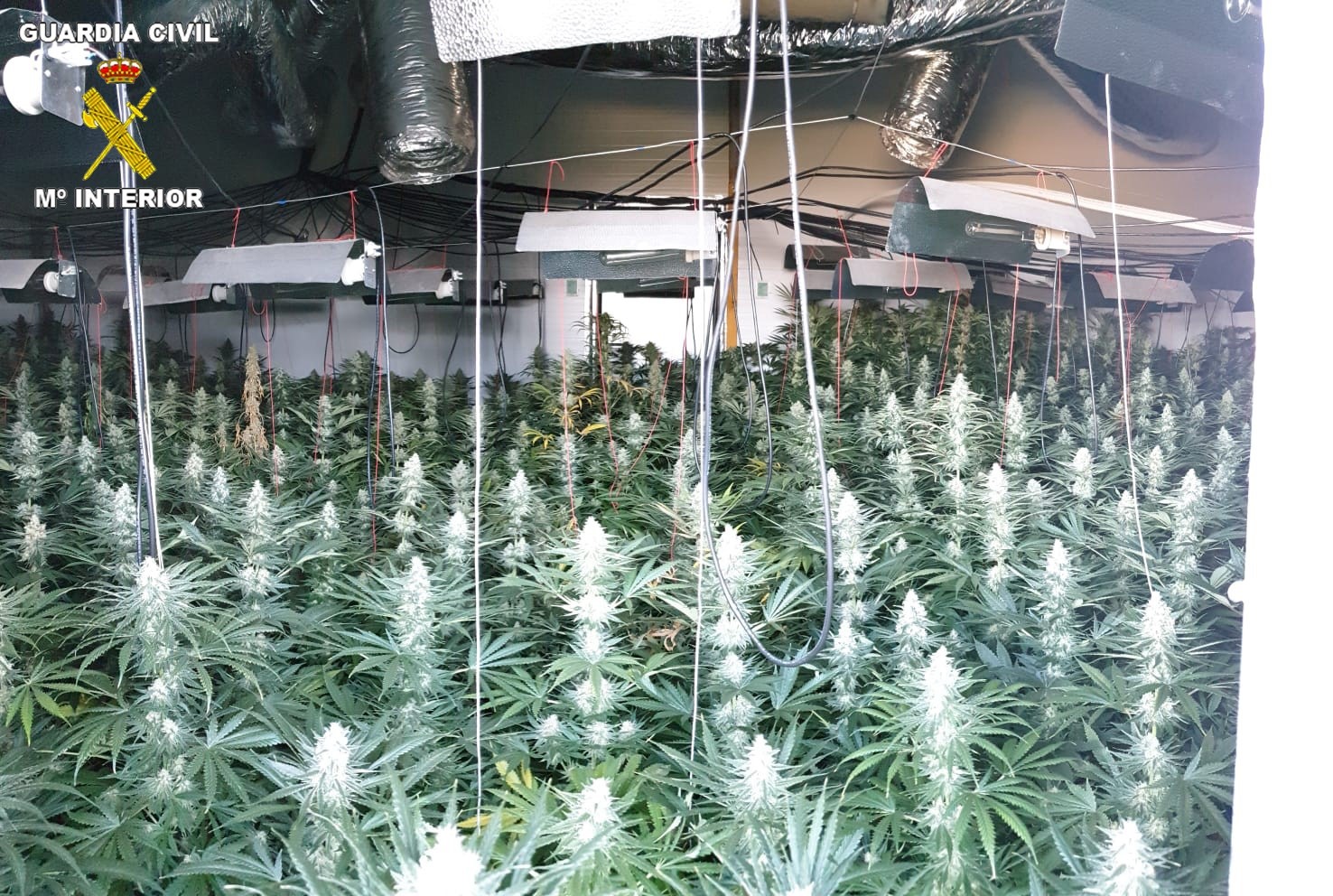 A disposición judicial 12 personas por cultivo de marihuana en una operación en la provincia