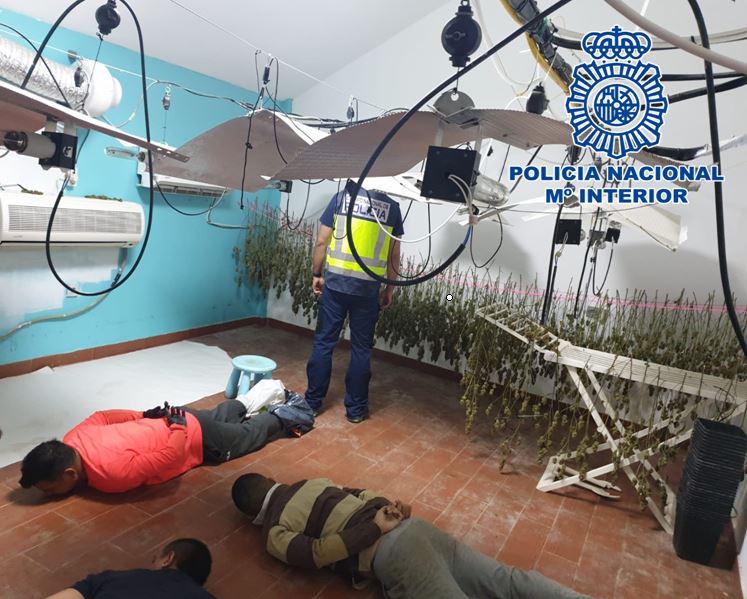 Seis detenidos en el desmantelamiento de una plantación de marihuana en Dílar