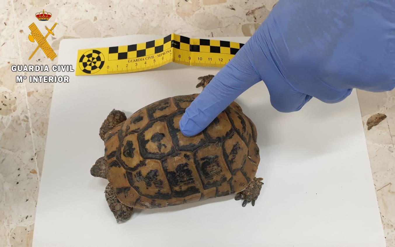 Investigado un joven de Padul por la venta de tortugas mora a través de internet