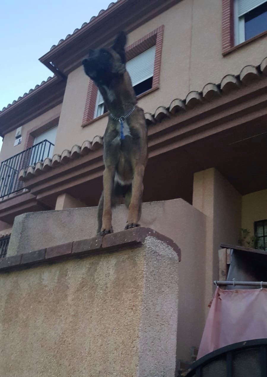 Vegas del Genil se personará en la causa contra la vecina que dejó morir a su perro de inanición
