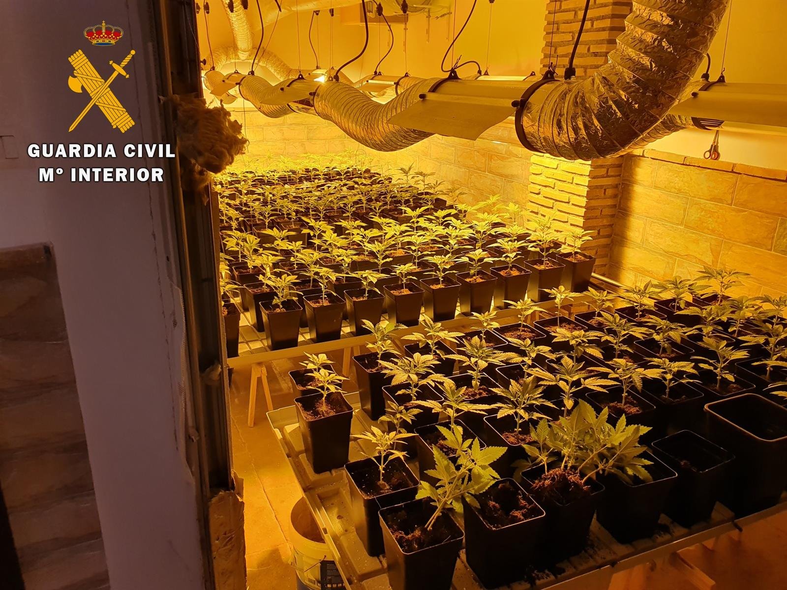 Incautadas 347 plantas de cannabis sativa en Maracena y Deifontes