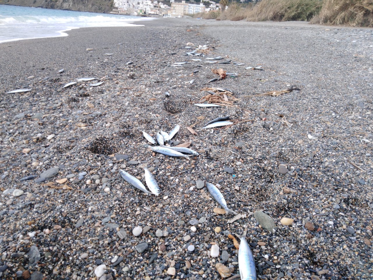 Aparecen miles de peces muertos en la Playa del Peñón de Salobreña