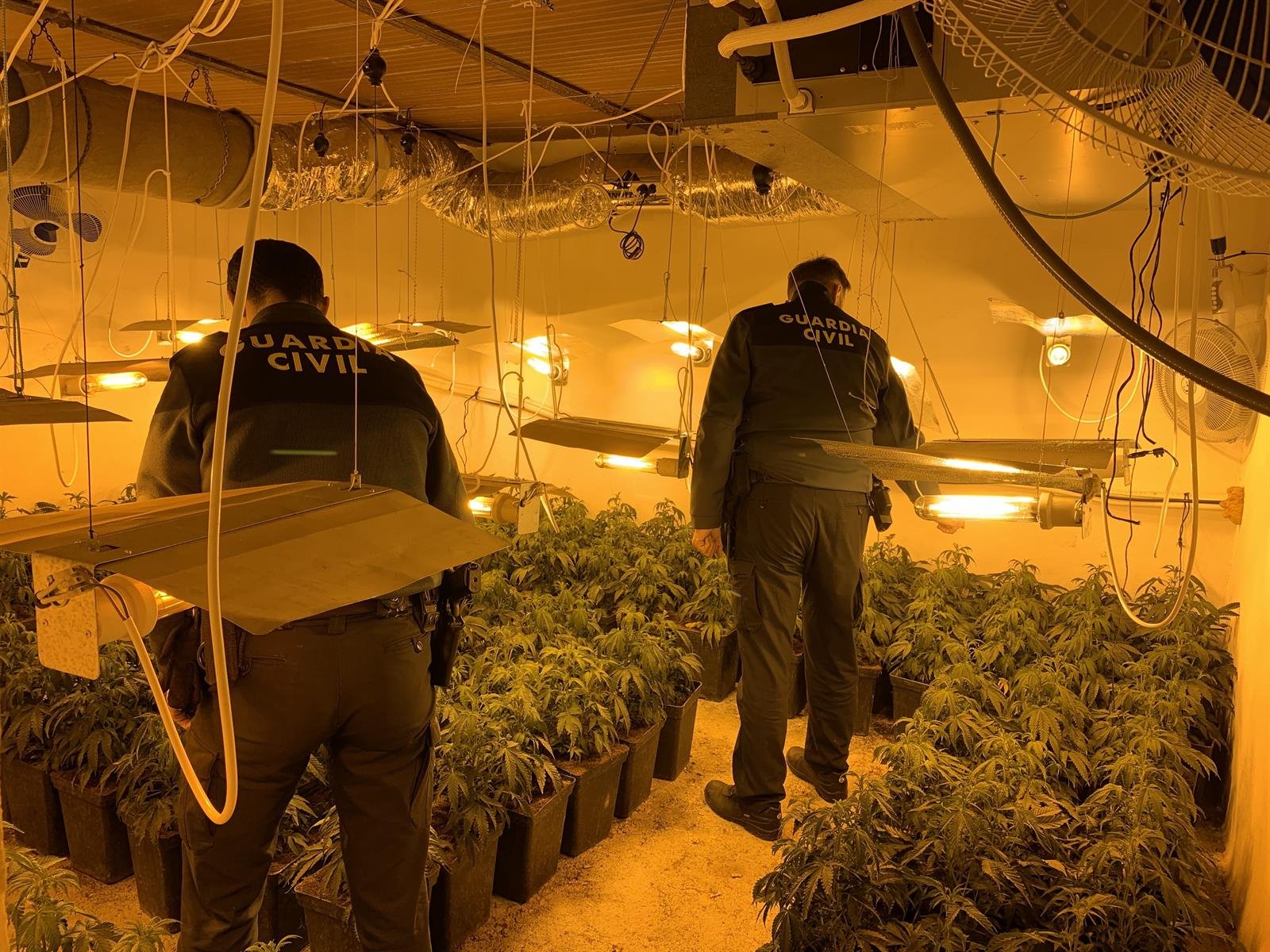 Casi 1.800 plantas de marihuana ha intervenido la Guardia Civil durante esta semana