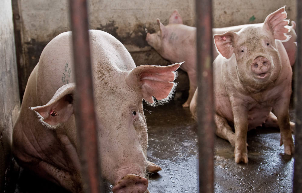 Roba siete cochinillos de una granja en Benalúa