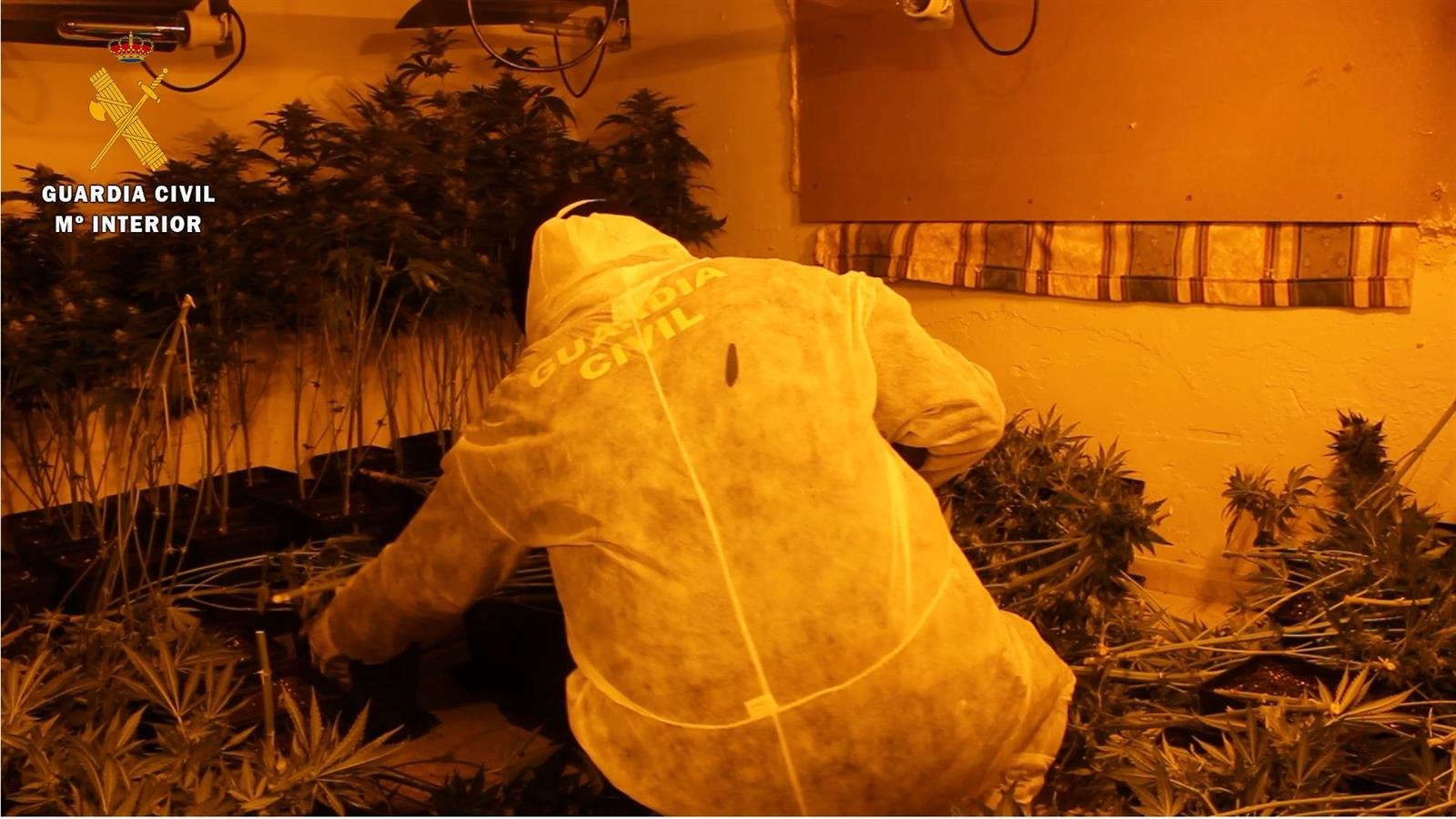 Halladas 2.574 plantas de marihuana durante la detención del presunto autor del atropello de un guardia civil
