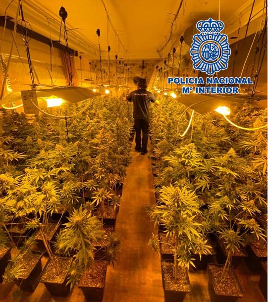 Encuentran 570 plantas de marihuana en una casa de campo de Salobreña