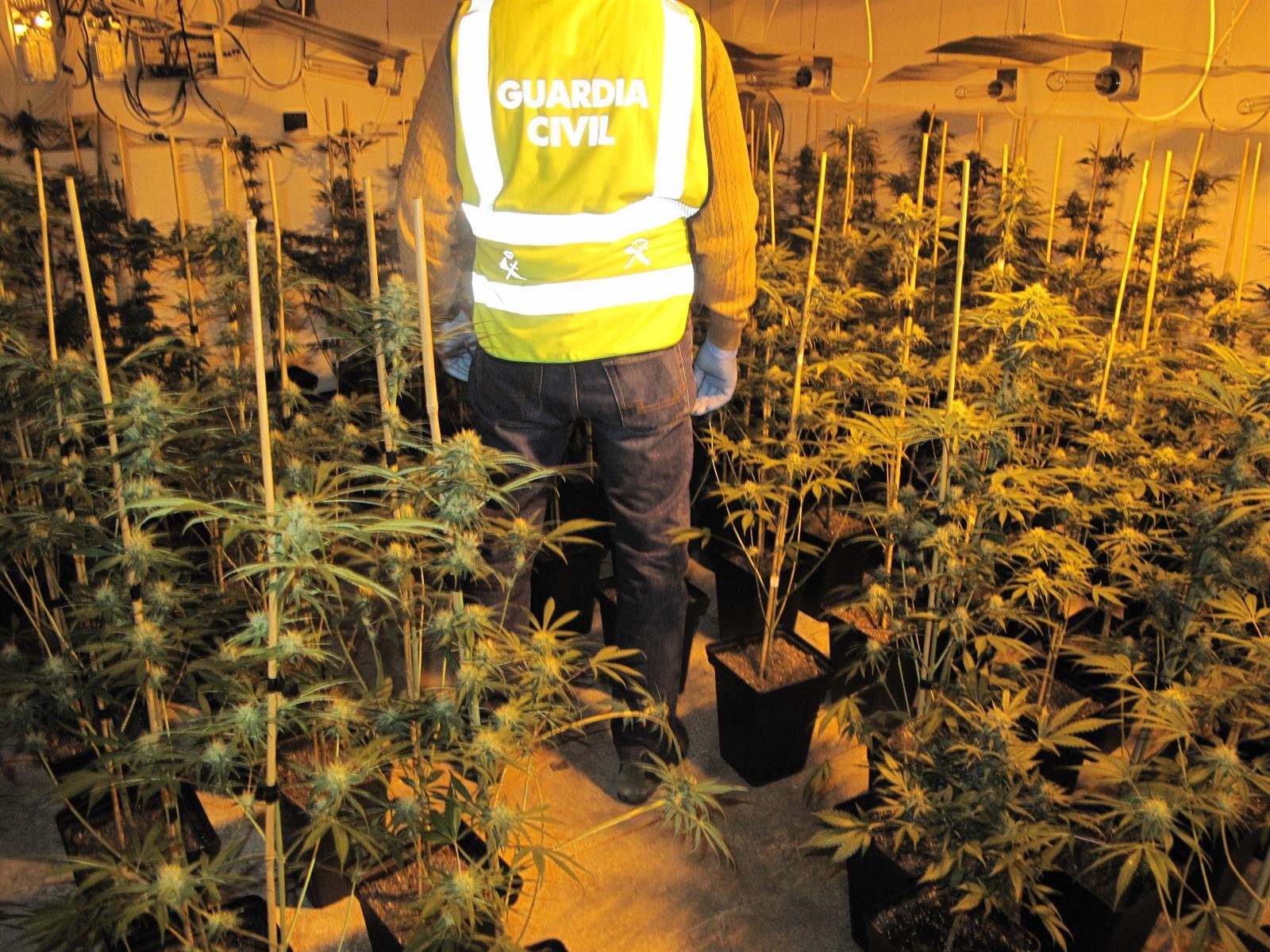 Intervienen 277 plantas de marihuana en Las Gabias