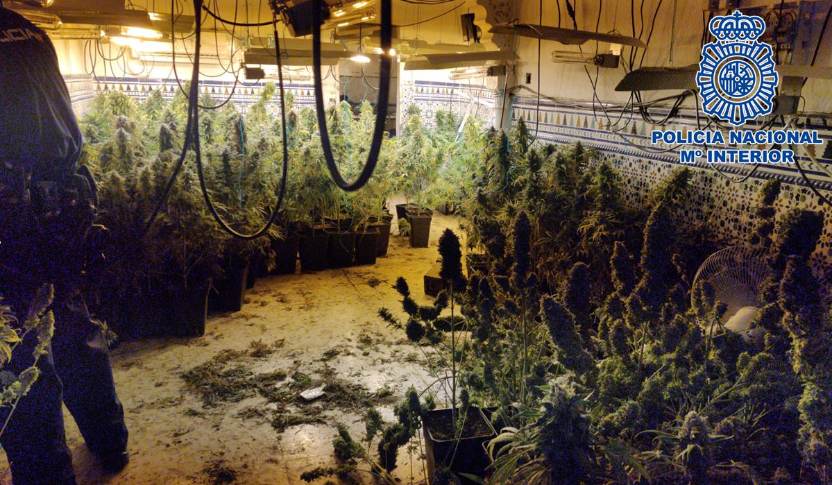 Dos operaciones policiales desmantelan tres centros de producción de marihuana en la zona norte