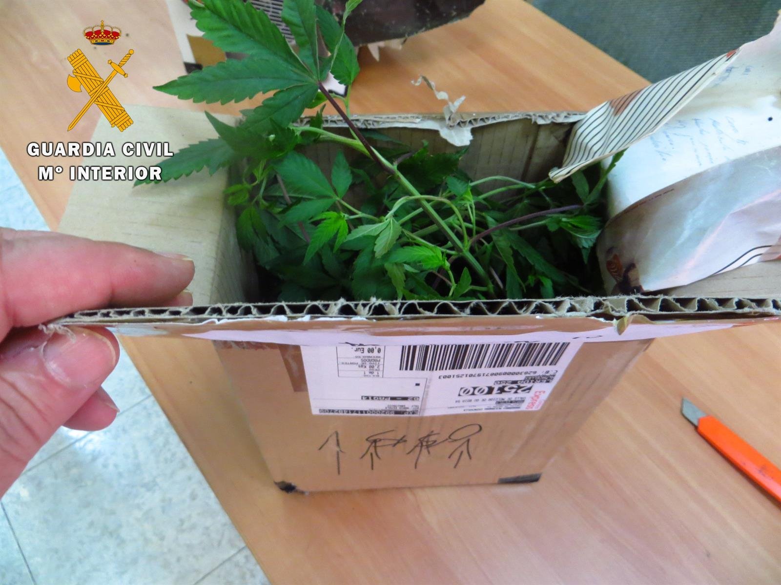 Descubren envíos de plantas de marihuana a través de paquetes postales
