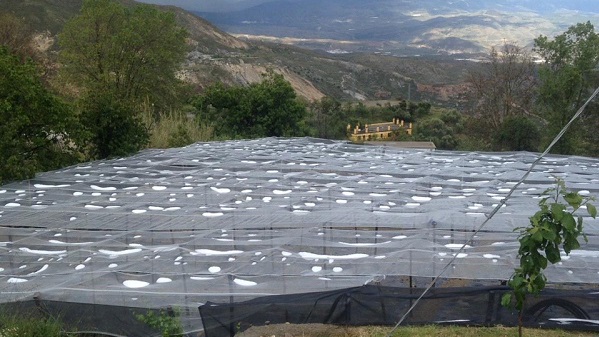 VOX pide que las administraciones permitan a los agricultores de la Alpujarra usar mallas antigranizo en sus cultivos
