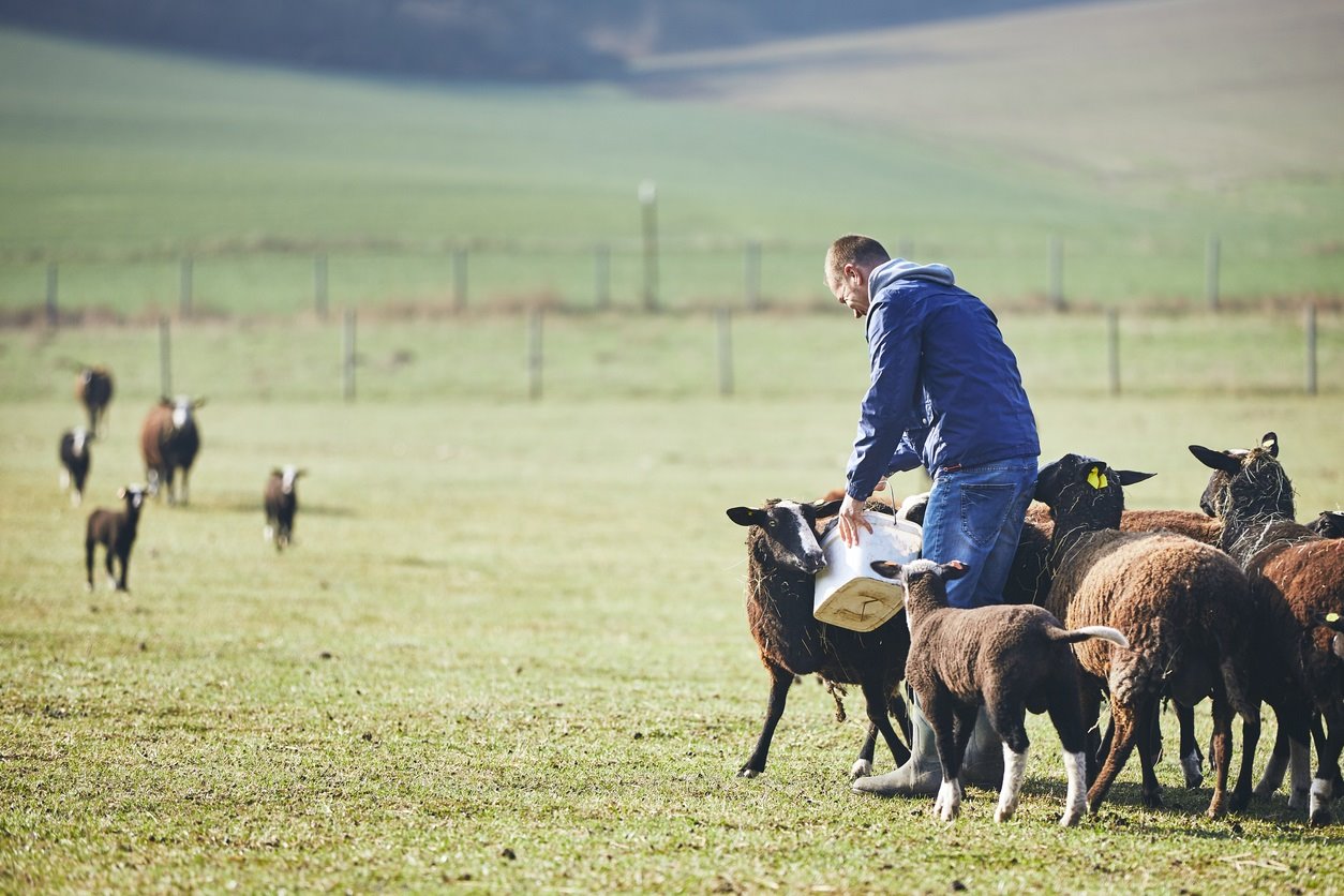 La Unión Europea declara Andalucía como territorio oficialmente libre de brucelosis bovina y ovina-caprina