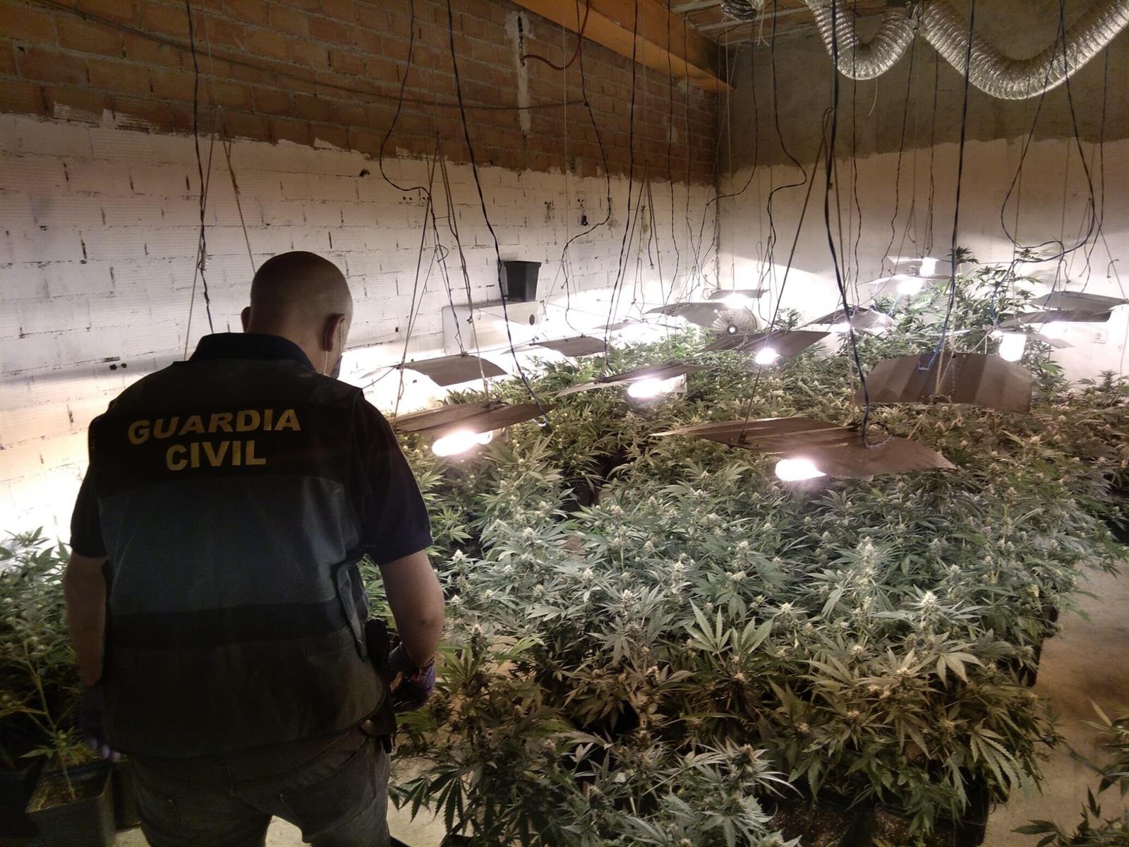 13 investigados tras una operación contra el cultivo de marihuana en Loja