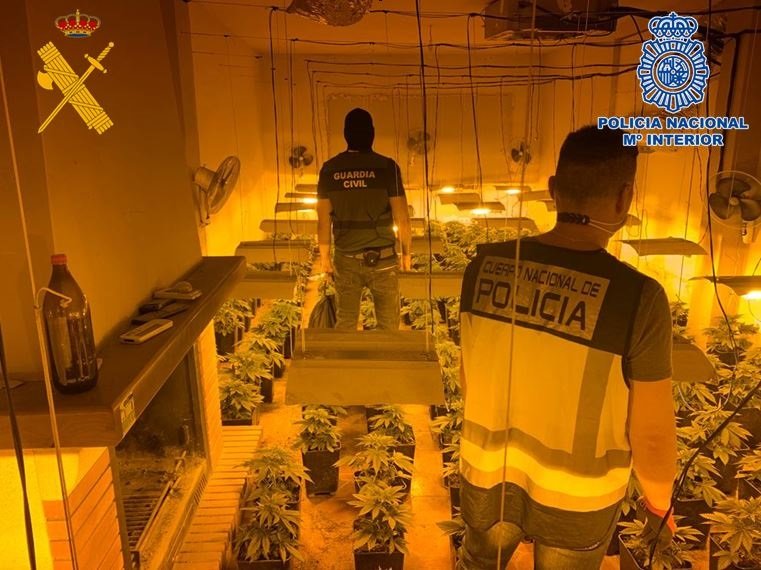 Intervienen 2.157 plantas en una operación contra el cultivo de marihuana en Atarfe