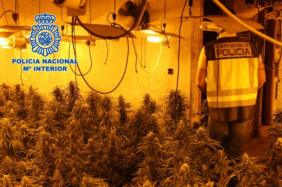 8 detenidos y 6.000 plantas de marihuana incautadas durante una operación policial en Cijuela