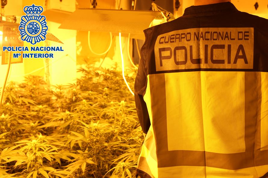 Intervienen más de 2.500 plantas de marihuana en la zona norte de Granada