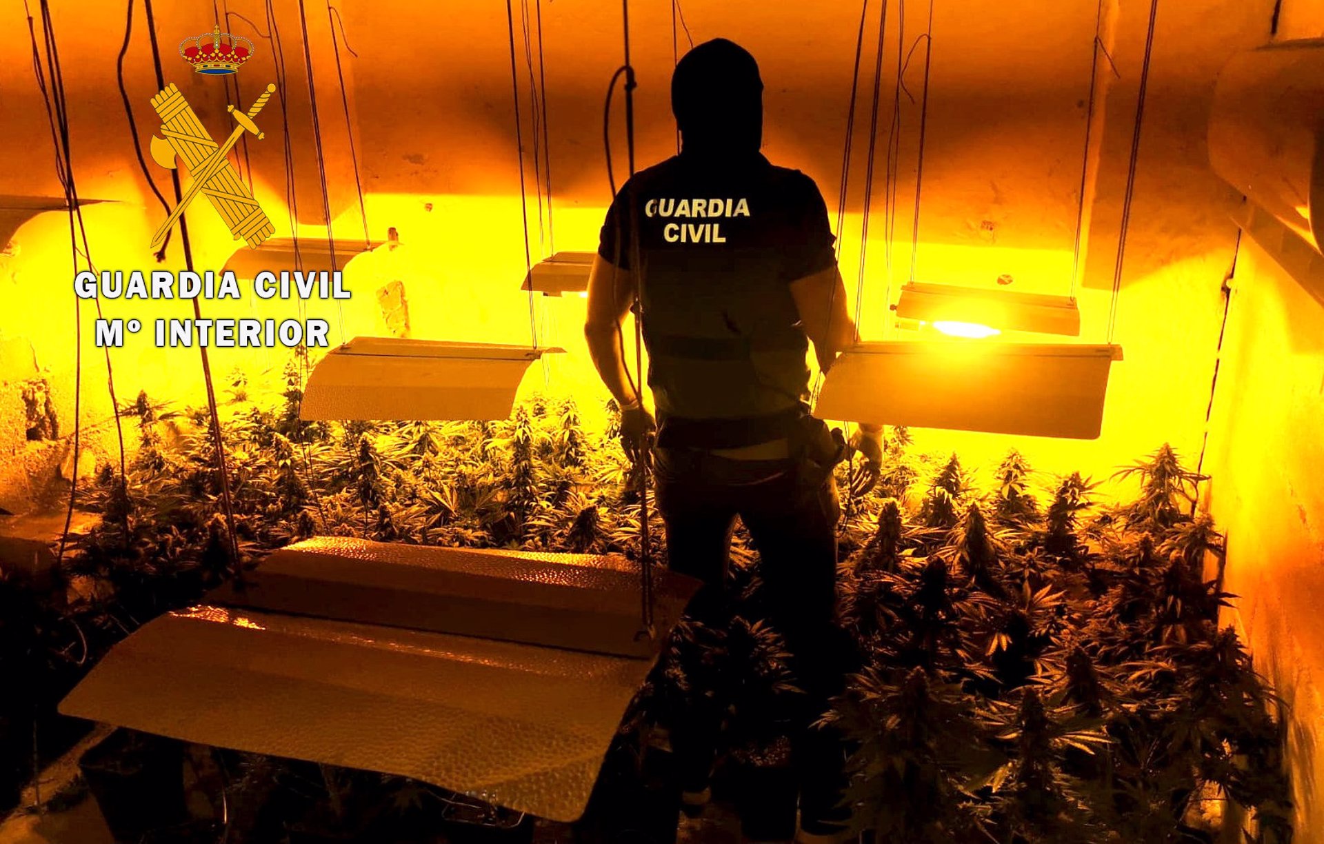 Más de 5.000 plantas de marihuana incautadas en dos operaciones contra el narcotráfico en la provincia