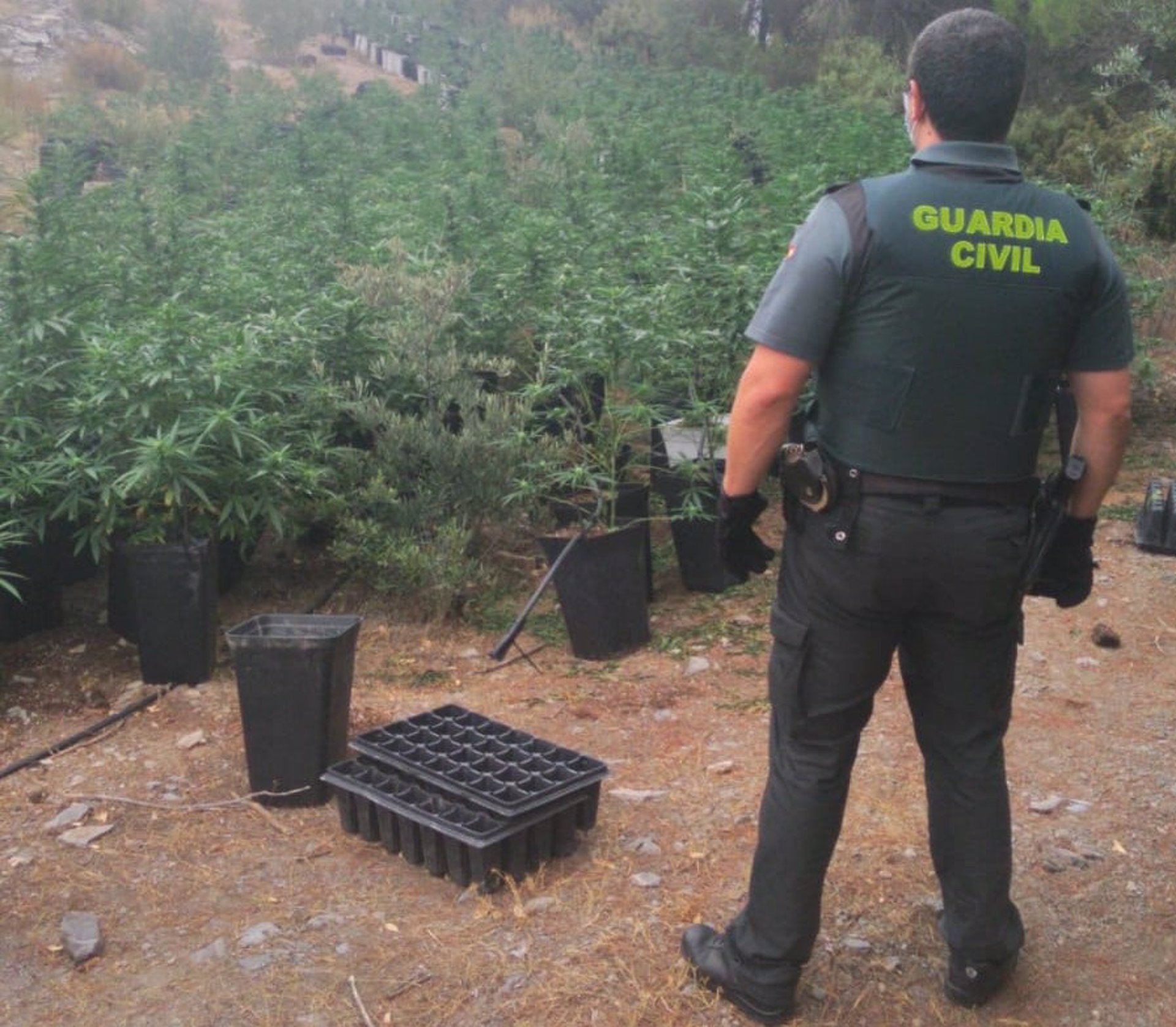 Incautan en Los Guájares 2.300 plantas de marihuana en un cortijo aislado