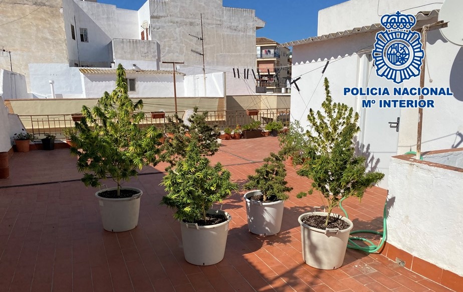 Decomisan 7 plantas de marihuana de una terraza que estaba cerca de un colegio