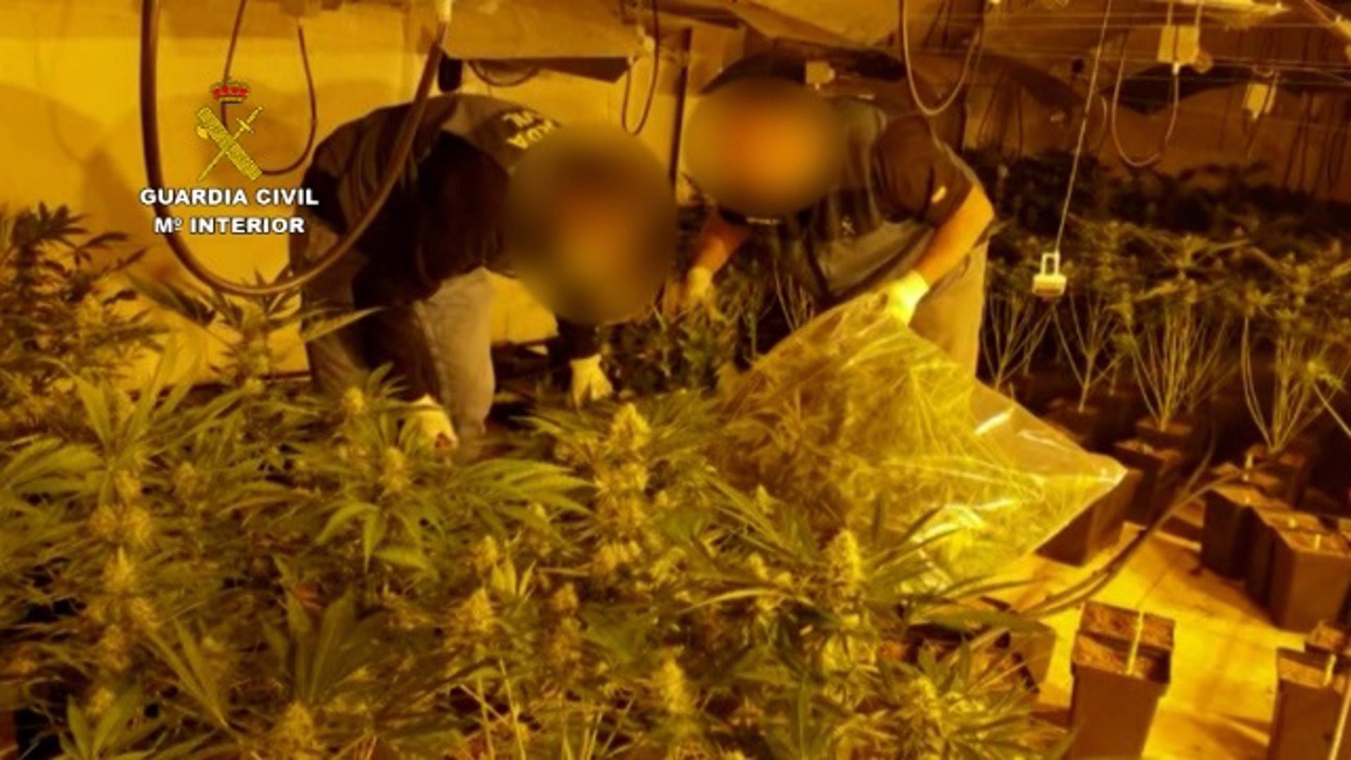 Treinta detenidos en la operación ‘Castrum’ contra la banda que distribuía marihuana a Europa
