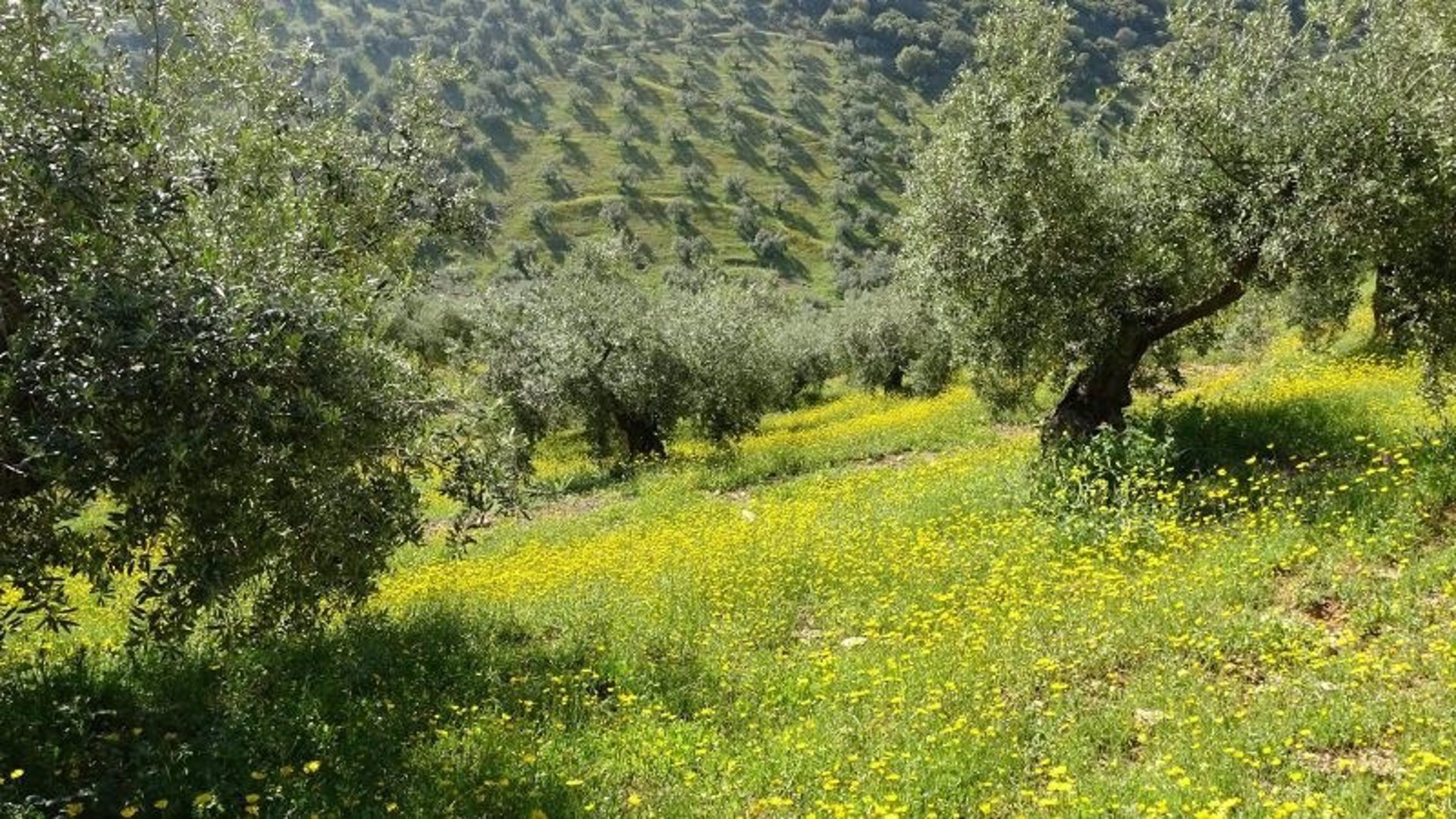 Demuestran los suelos con cubierta vegetal favorecen la diversidad de mariposas en el olivar en pendiente