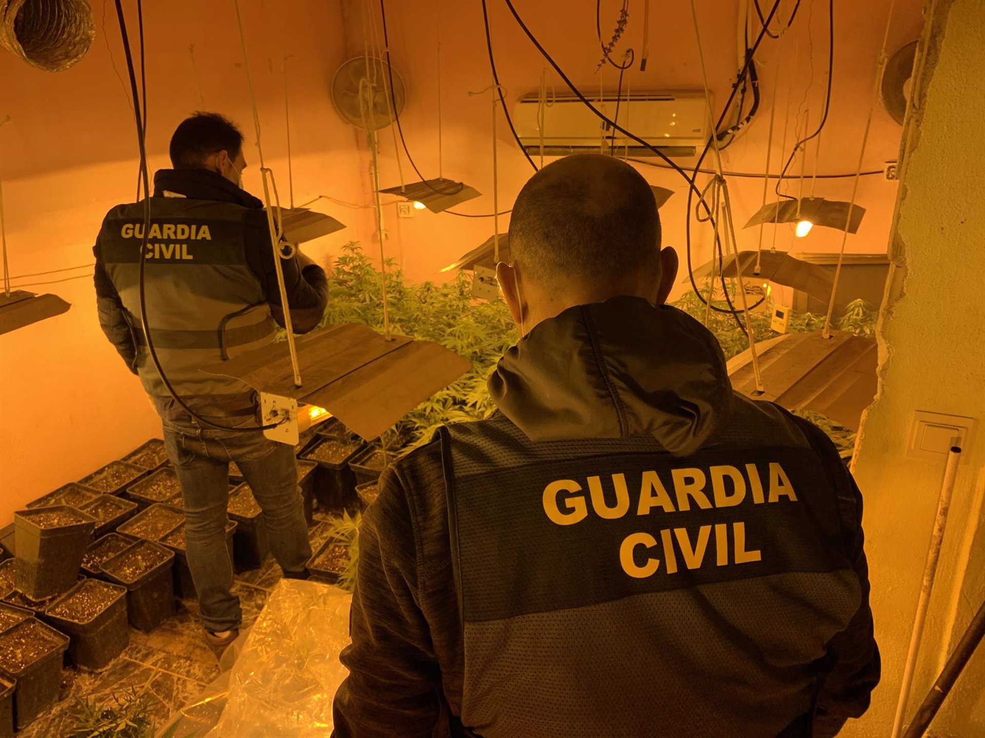 Desarticulados tres centros de producción de marihuana con un millar de plantas