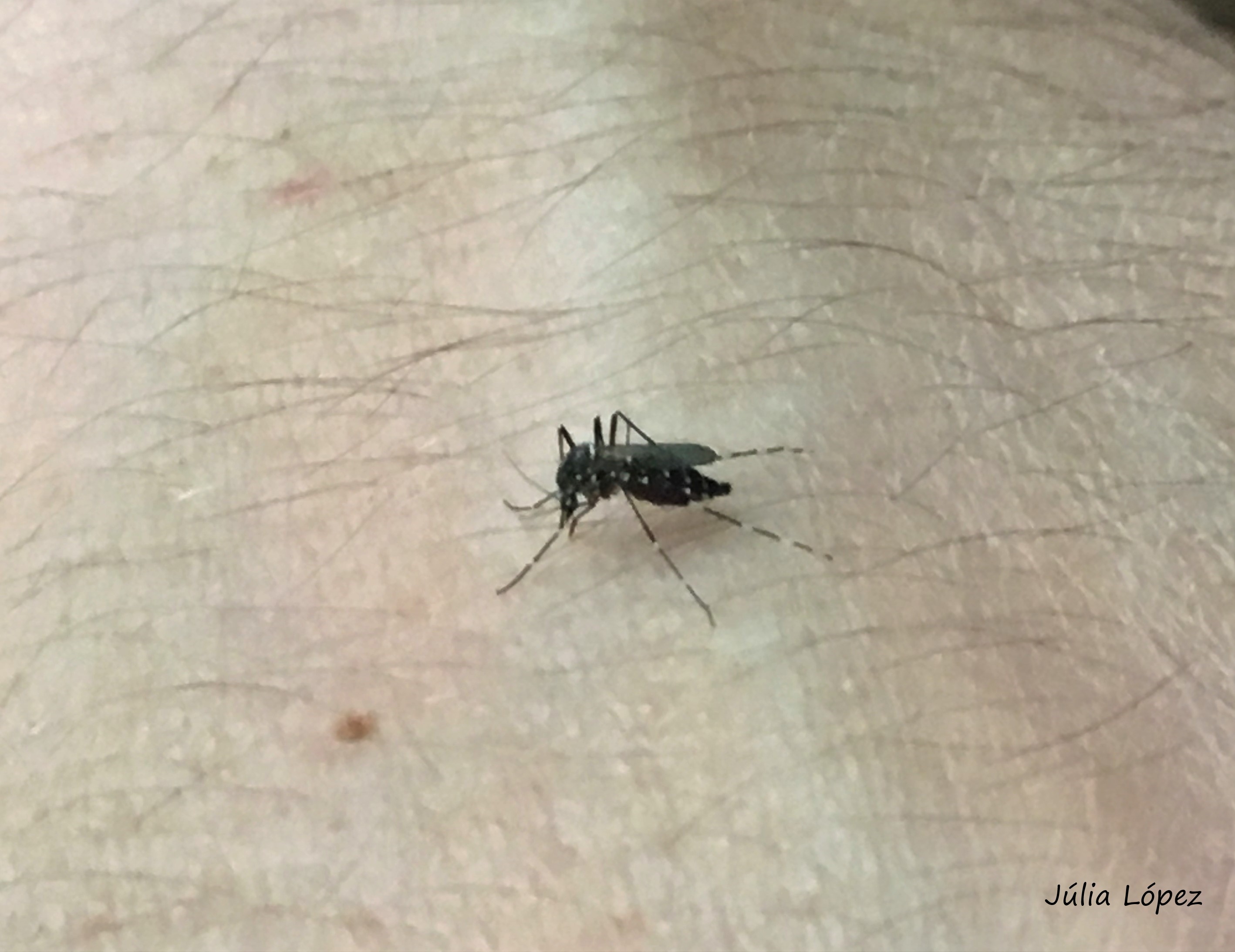 Científicos españoles estudian los patrones de alimentación del mosquito tigre en Europa