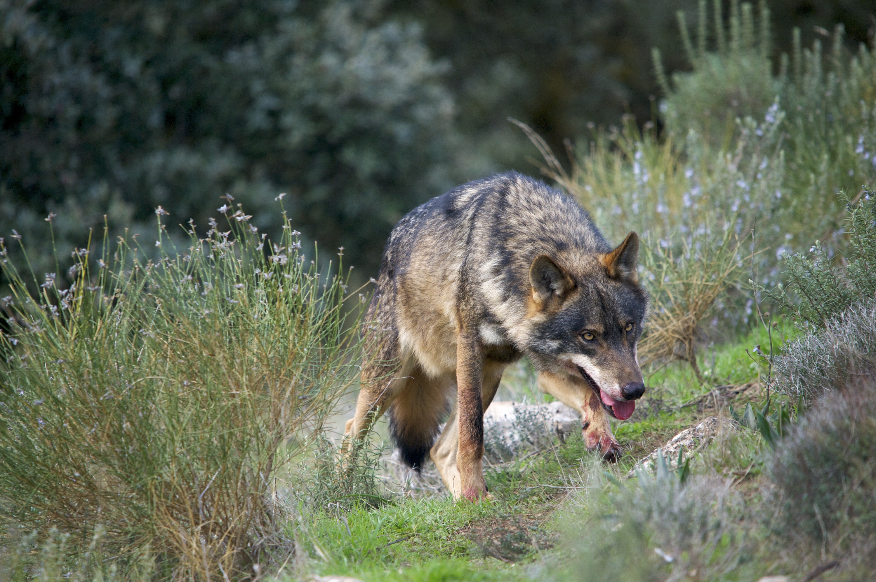 Varias entidades ecologistas insisten en la catalogación del lobo como especie en «en peligro de extinción» en Andalucía