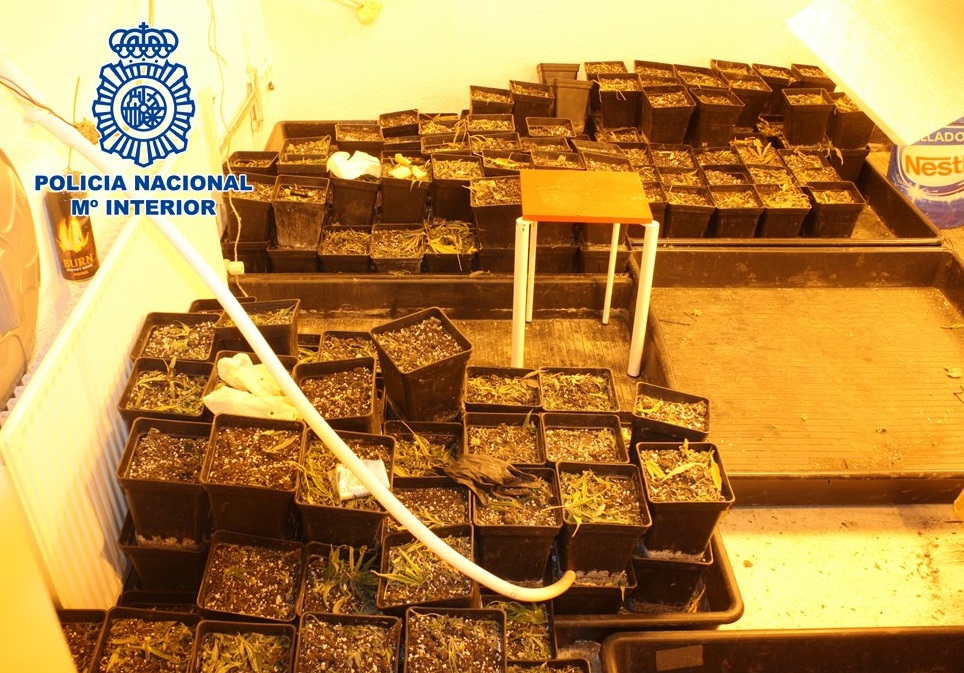 Descubierta una plantación de marihuana en un piso de Lancha del Genil y se incautan más de 330 plantas