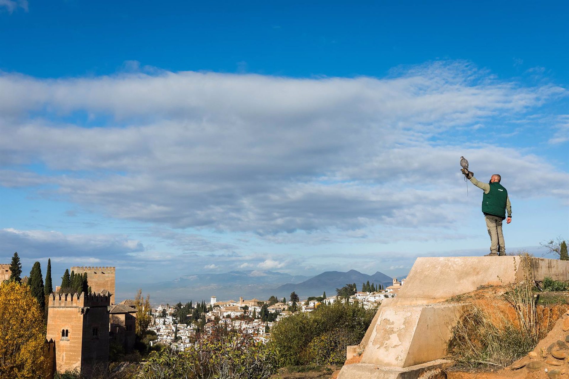 Dos aguilillas de Harris, un azor y dos halcones tratarán de mitigar la presencia de palomas en la Alhambra