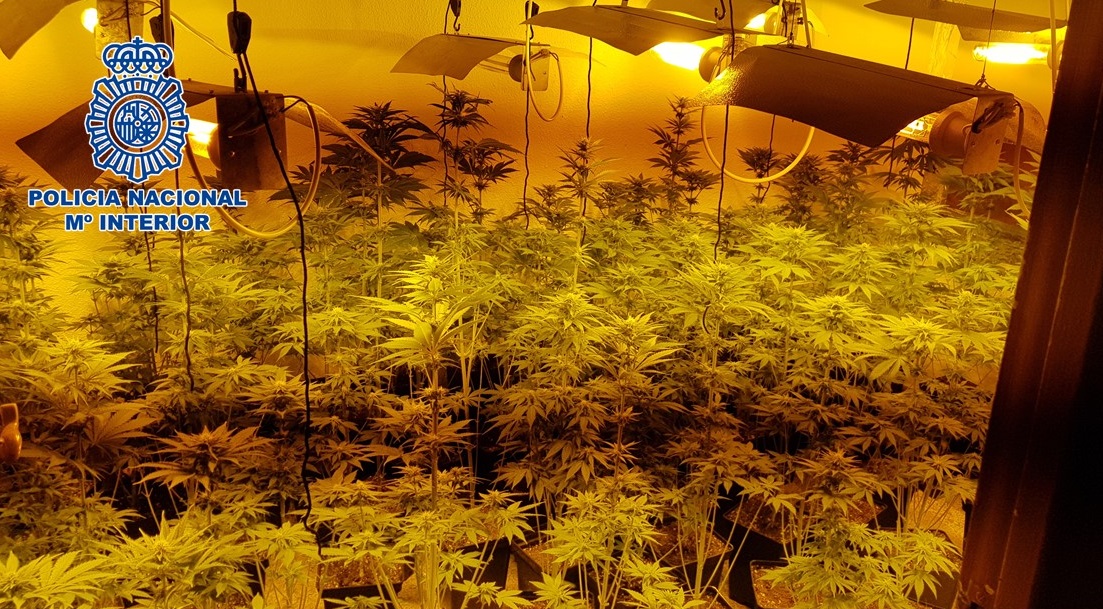 Intervenidas 1.103 plantas en tres centros de producción de marihuana en viviendas de la provincia