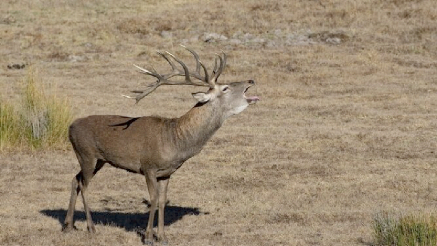 Un estudio de la UGR indica que el cambio climático está afectando a la reproducción del ciervo en Doñana