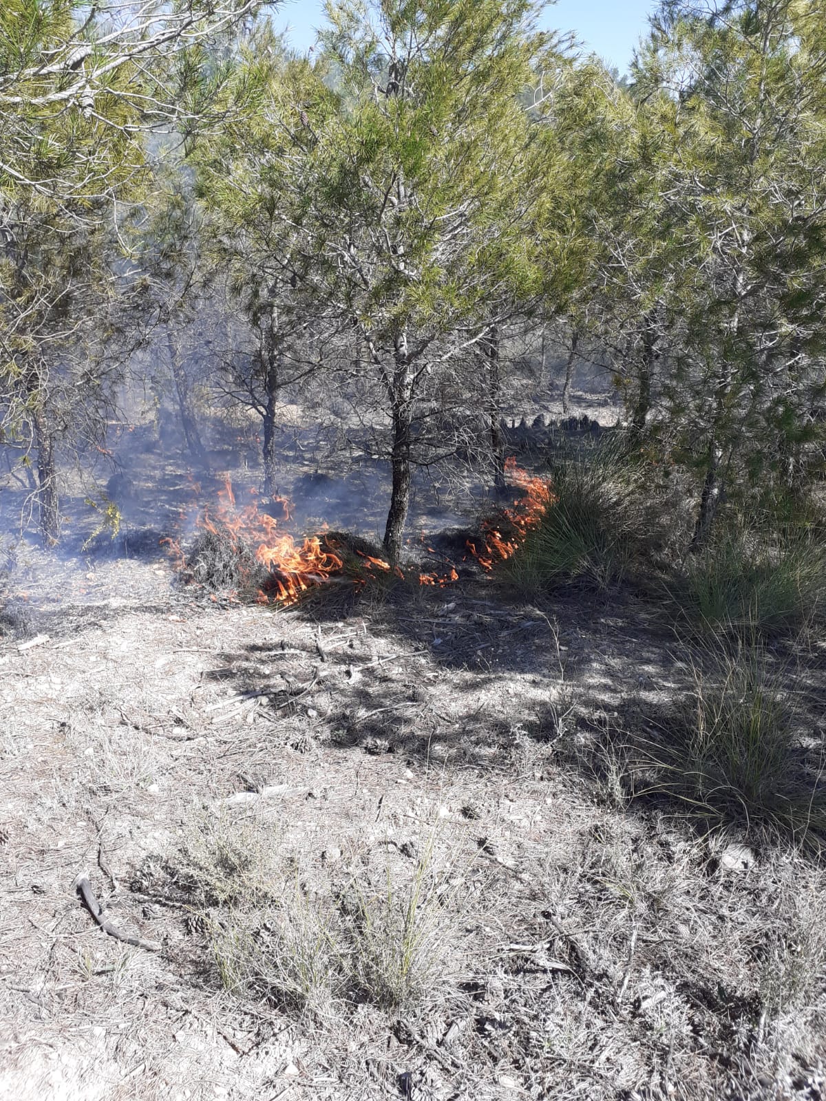 Extinguido un incendio forestal declarado en Castilléjar