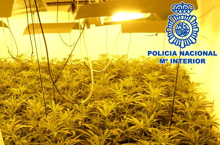 Operación Sofía: 170 viviendas inspeccionadas,  32 enganches ilegales y más de 1.000 plantas de marihuana intervenidas