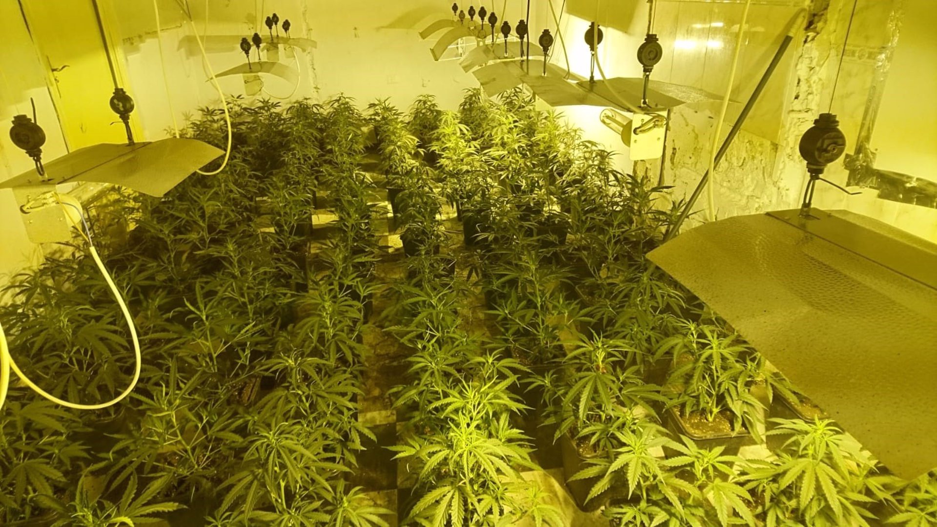 Un incendio en una vivienda rebela una plantación con 254 plantas de marihuana Un incendio en una vivienda rebela una plantación con 254 plantas de marihuana