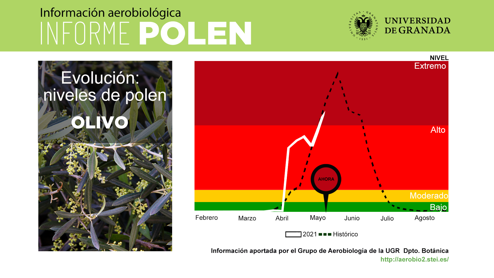 El impacto polínico del olivo alcanza nivel extremo