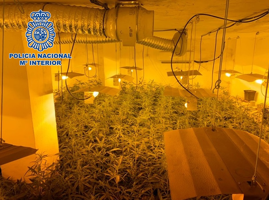 Incautados más de 2.450 plantas de marihuana y cinco detenidos en una operación contra el tráfico de drogas