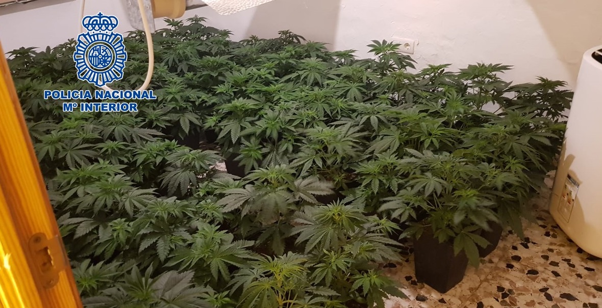 La Policía realizó durante abril cerca de 50 detenciones e incautó casi 7.000 plantas de marihuana