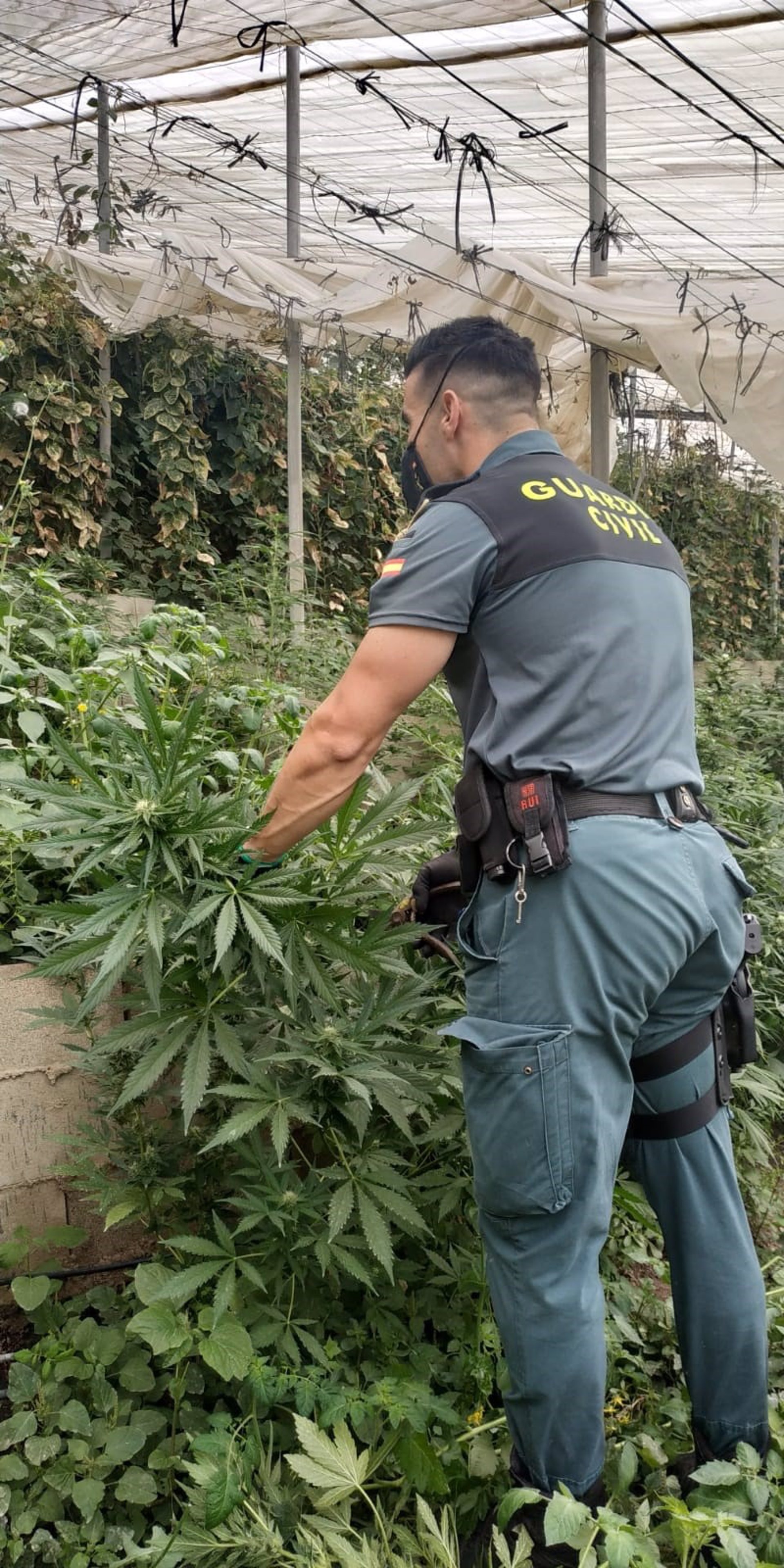 Localizadas casi 2.000 plantas de marihuana en dos invernaderos de Rubite y La Mamola