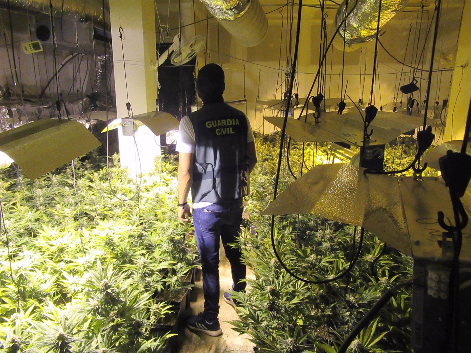 Descubierto un zulo en una vivienda de Alomartes donde se cultivaban 1.100 plantas de marihuana