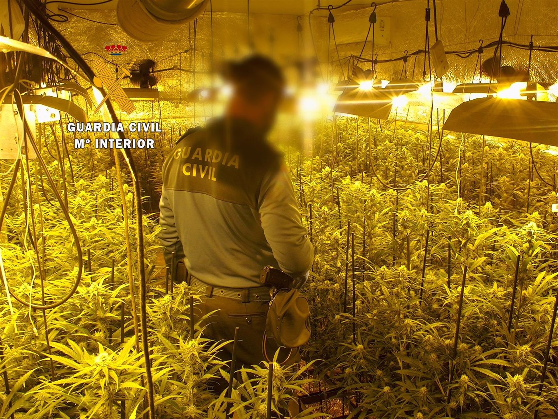Desmantelado un centro de producción de marihuana en Jayena con 370 plantas de cannabis sativa