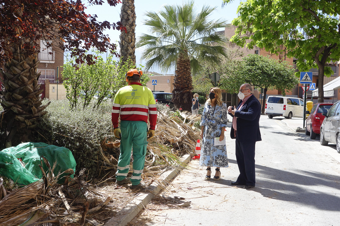 Se inician trabajos de recogida de la hoja de palmera seca del barrio de los Periodistas
