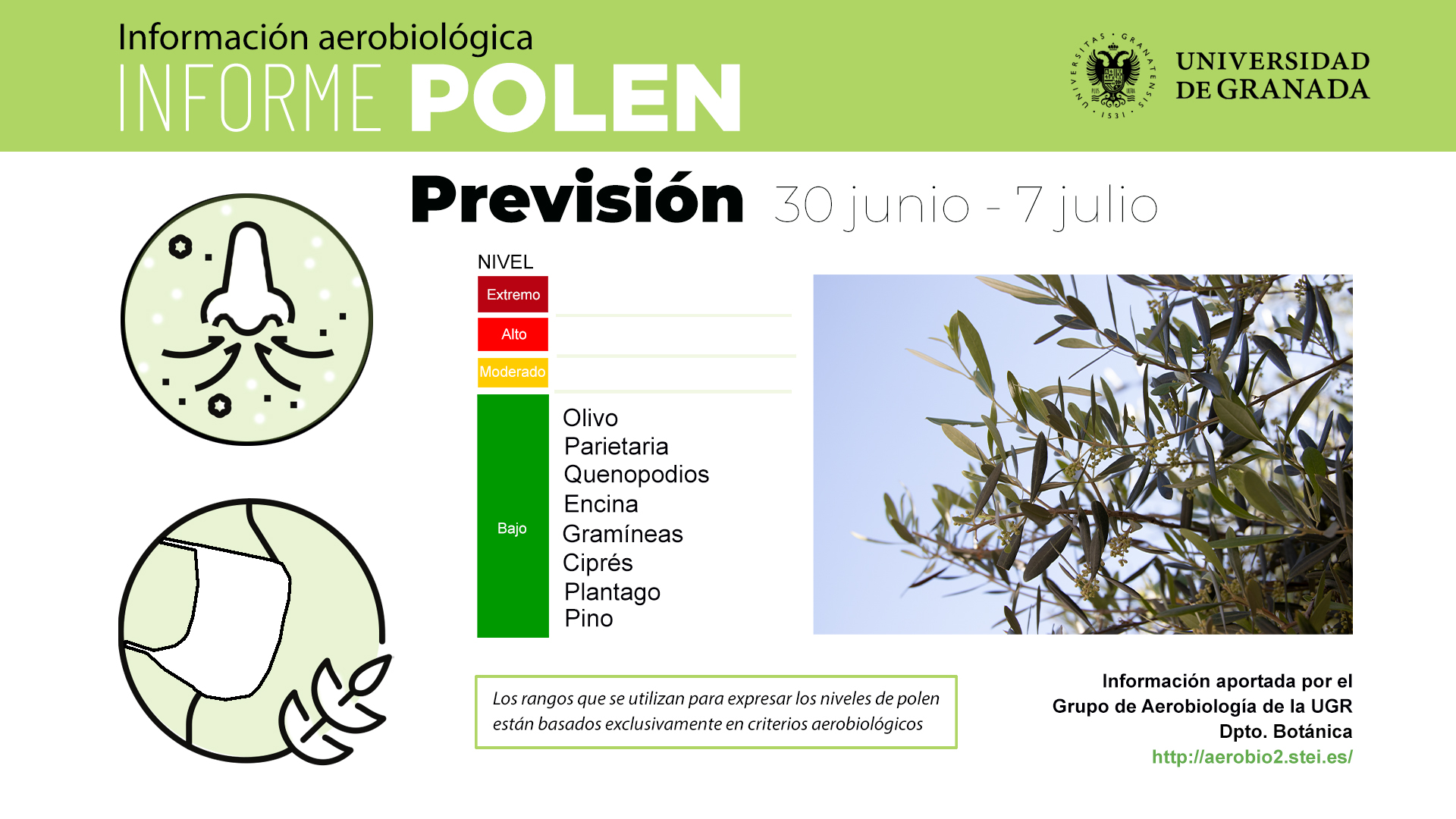 Las altas temperaturas terminan con la floración del olivo y los niveles de polen se mantienen en cotas bajas