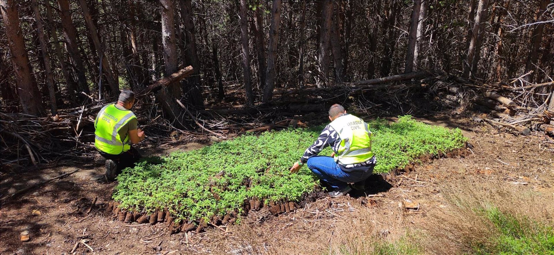 La Guardia Civil descubre 6.575 plantas de marihuana en la Sierra de Pórtugos
