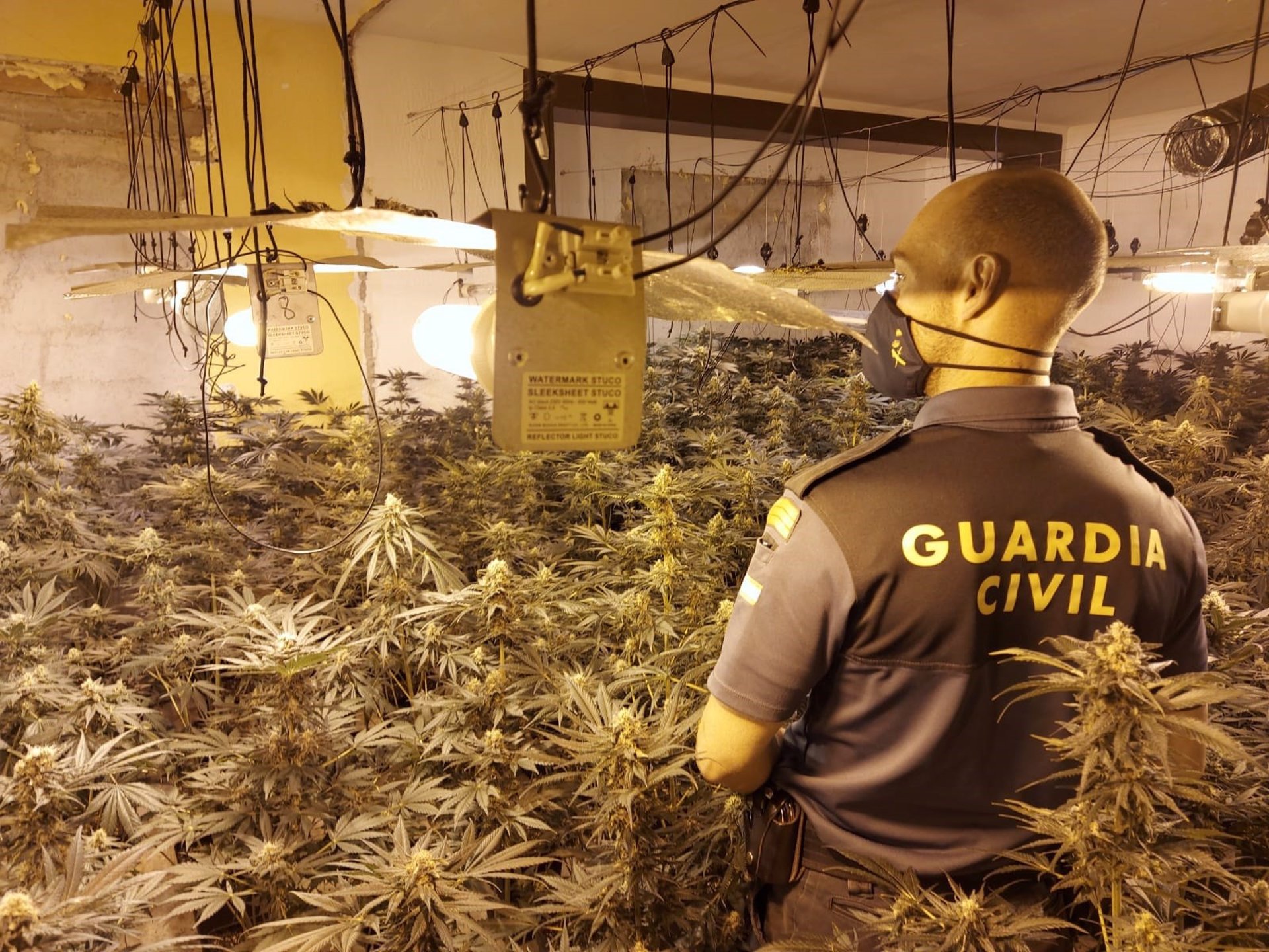 Incautadas 2.937 plantas de cannabis sativa en once centros de producción de marihuana