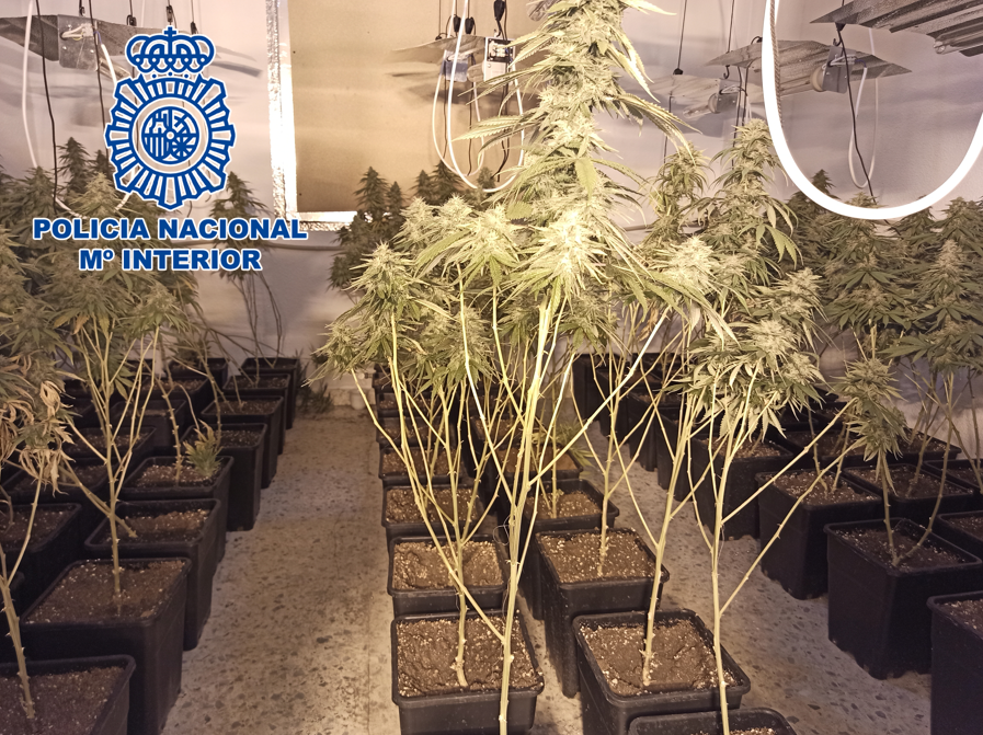 La “Operación Lea” localiza más de 400 plantas de marihuana en tres inmuebles y detienen al responsable
